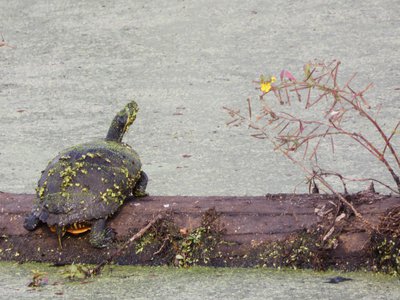 20191013 - Lake Betz - Yellow-bellied Slider