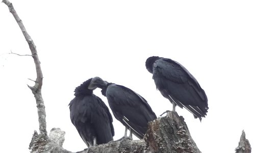 20191020 - White Oak Creek - Black Vultures 1