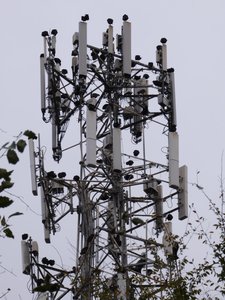 20191020 - White Oak Creek - Black Vultures 2