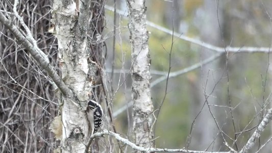 20191020 - White Oak Creek - Downy Woodpecker