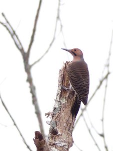 20191020 - White Oak Creek - Northern Flicker