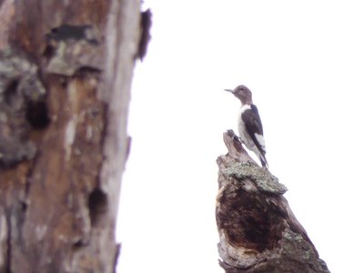 20191020 - White Oak Creek - Red-headed Woodpecker