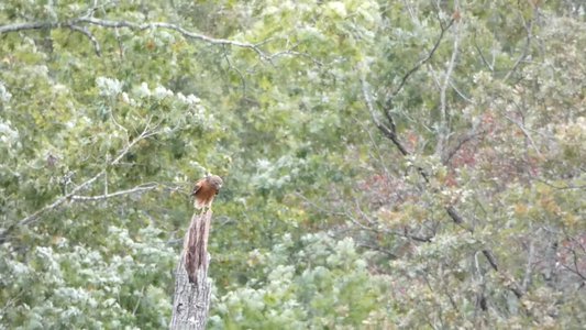 20191020 - White Oak Creek - Red-shouldered Hawk