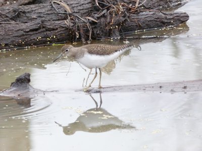 20191020 - White Oak Creek - Solitary Sandpiper 1