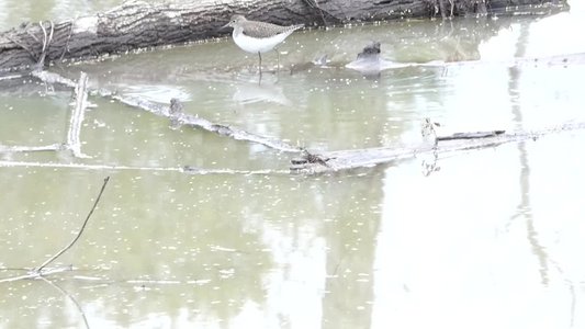 20191020 - White Oak Creek - Solitary Sandpiper 2