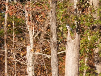 20191102 - Lake Betz - Belted Kingfisher