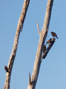 20191102 - Lake Betz - European Starlings