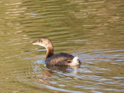 20191102 - Lake Betz - Pied-billed Grebe