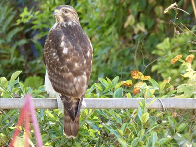 20191103 - Cary - Red-shouldered Hawk