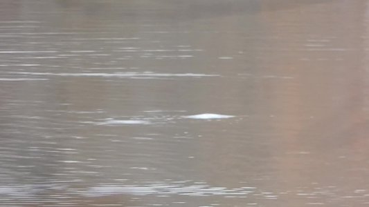 20191127 - Yates Mill - Bufflehead