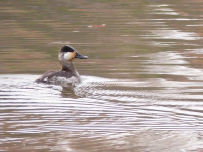 20191127 - Yates Mill - Ruddy Duck