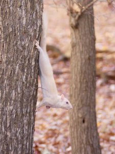 20191128 - Kerr Lake - Albino Squirrel 1