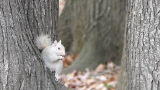 20191128 - Kerr Lake - Albino Squirrel 2