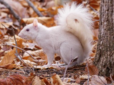 20191128 - Kerr Lake - Albino Squirrel 3