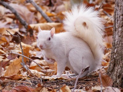 20191128 - Kerr Lake - Albino Squirrel 4