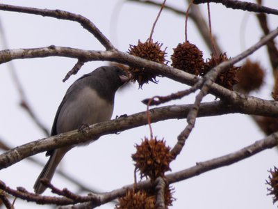 20191128 - Kerr Lake - Dark-eyed Junco 1