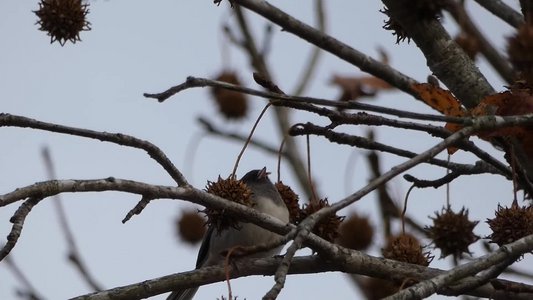 20191128 - Kerr Lake - Dark-eyed Junco 2