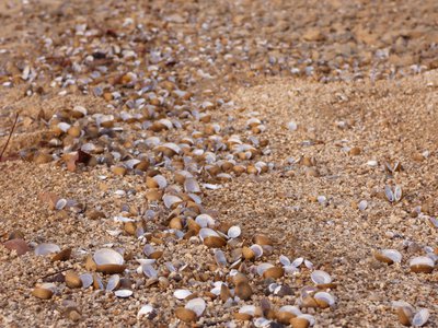 20191128 - Kerr Lake - Shells