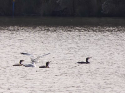 20191129 - Lake Crabtree - Cormorants and Ring-billed Gulls 1