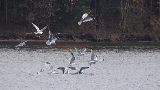 20191129 - Lake Crabtree - Cormorants and Ring-billed Gulls 2