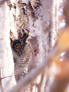 20191129 - Lake Crabtree - Yellow-bellied Sapsucker