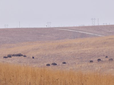 20191214 - Neal Smith Refuge - Bison 1