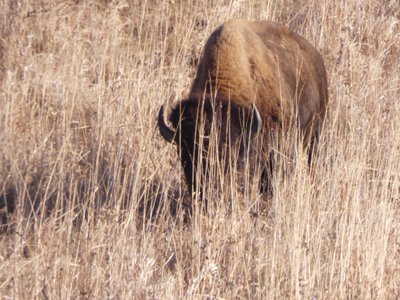 20191214 - Neal Smith Refuge - Bison 2