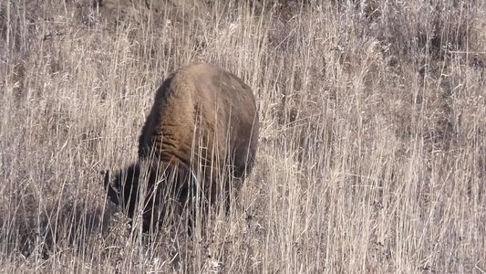 20191214 - Neal Smith Refuge - Bison 3