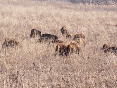 20191214 - Neal Smith Refuge - Bison 4