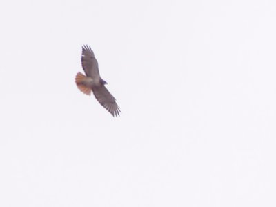 20191214 - Neal Smith Refuge - Red-tailed Hawk 1