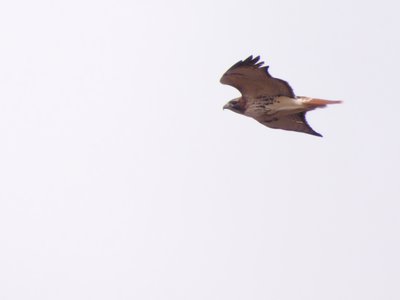 20191214 - Neal Smith Refuge - Red-tailed Hawk 2