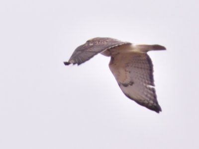 20191214 - Neal Smith Refuge - Red-tailed Hawk 3