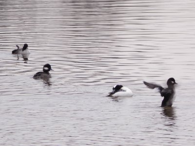 20191222 - Lake Betz - Buffleheads