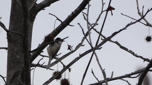 20191222 - Lake Betz - Chickadee 1