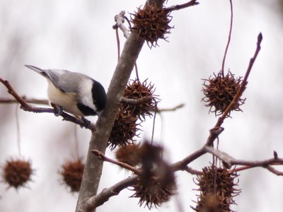 20191222 - Lake Betz - Chickadee 2