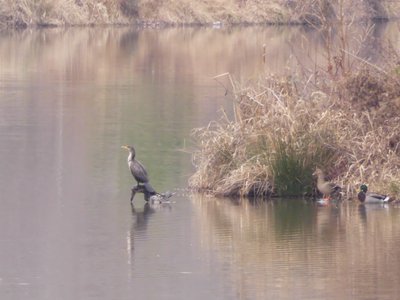 20191222 - Lake Betz - Cormorant and Mallards