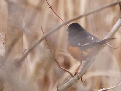 20191222 - Lake Betz - Eastern Towhee