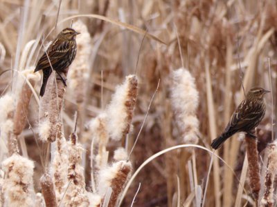 20191222 - Lake Betz - Feamle Red-winged Blackbird 2