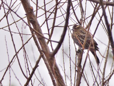 20191222 - Lake Betz - Female Red-winged Blackbird 1