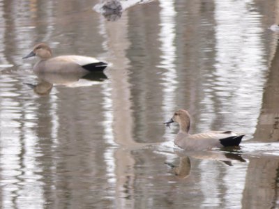 20191222 - Lake Betz - Gadwall 1