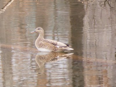 20191222 - Lake Betz - Gadwall 2