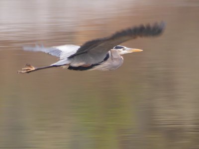 20191222 - Lake Betz - Great Blue Heron 1