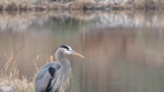 20191222 - Lake Betz - Great Blue Heron 2