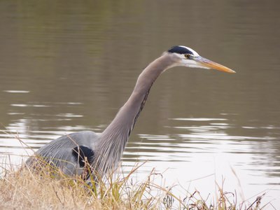 20191222 - Lake Betz - Great Blue Heron 3