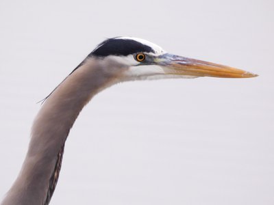 20191222 - Lake Betz - Great Blue Heron 4