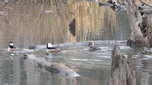 20191222 - Lake Betz - Hooded Merganser 2