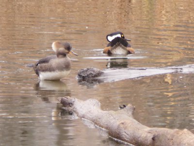 20191222 - Lake Betz - Hooded Merganser 3