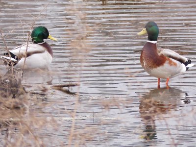 20191222 - Lake Betz - Mallards