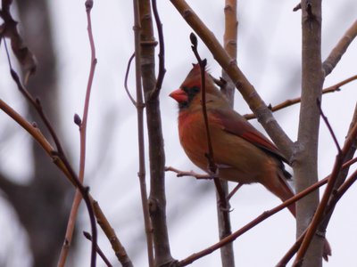 20191222 - Lake Betz - Northern Cardinal