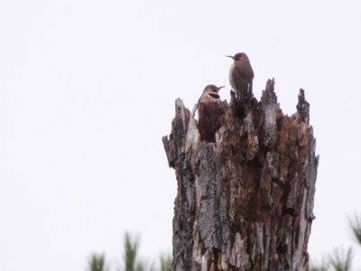 20191222 - Lake Betz - Northern Flickers